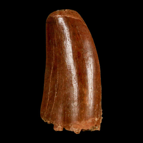 1.3" Carcharodontosaurus Fossil Tooth Cretaceous Dinosaur Morocco COA, Display - Fossil Age Minerals