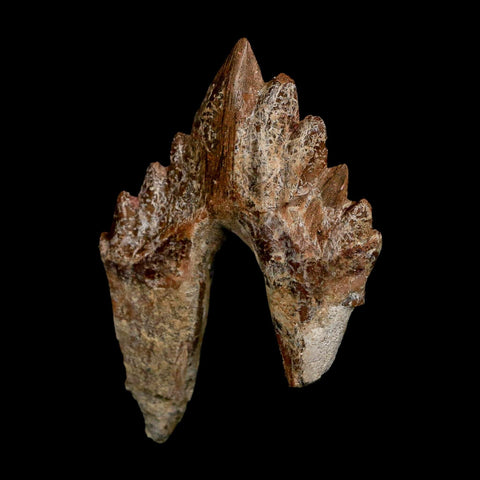 3" Basilosaurus Tooth Rooted Prehistoric Whale 34 Mil Yrs Old Late Eocene COA - Fossil Age Minerals