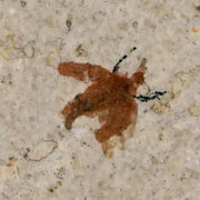 0.5" Detailed Fossil March Fly Insect Green River FM Uintah County UT Eocene Age
