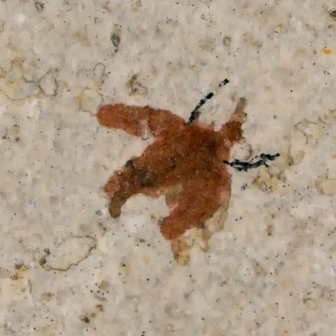 0.5" Detailed Fossil March Fly Insect Green River FM Uintah County UT Eocene Age - Fossil Age Minerals