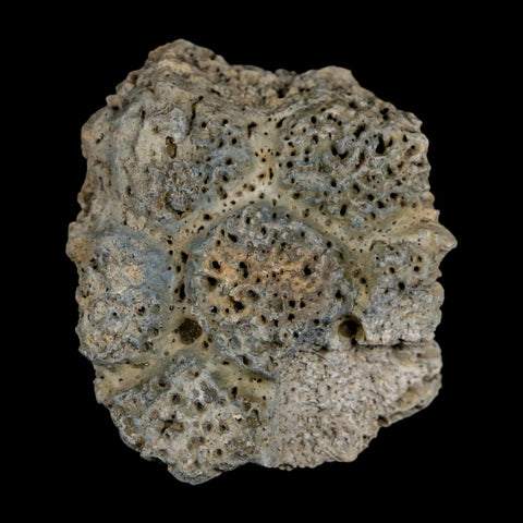 2" Glyptodon Fossil Osteoderm Scute Plate Bony Armor Pleistocene Uruguay COA