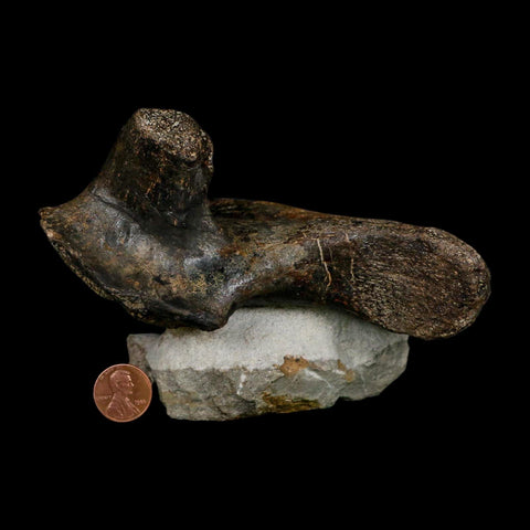 5.6" Hypacrosaurus Dinosaur Fossil Vertebrae Process Two Medicine FM Montana COA - Fossil Age Minerals