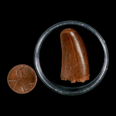 1.3" Carcharodontosaurus Fossil Tooth Cretaceous Dinosaur Morocco COA, Display - Fossil Age Minerals