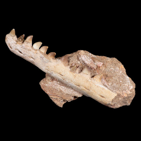 6.7" Halisaurus Mosasaur Fossil Jaw Section Teeth Cretaceous Dinosaur Era Tooth COA - Fossil Age Minerals