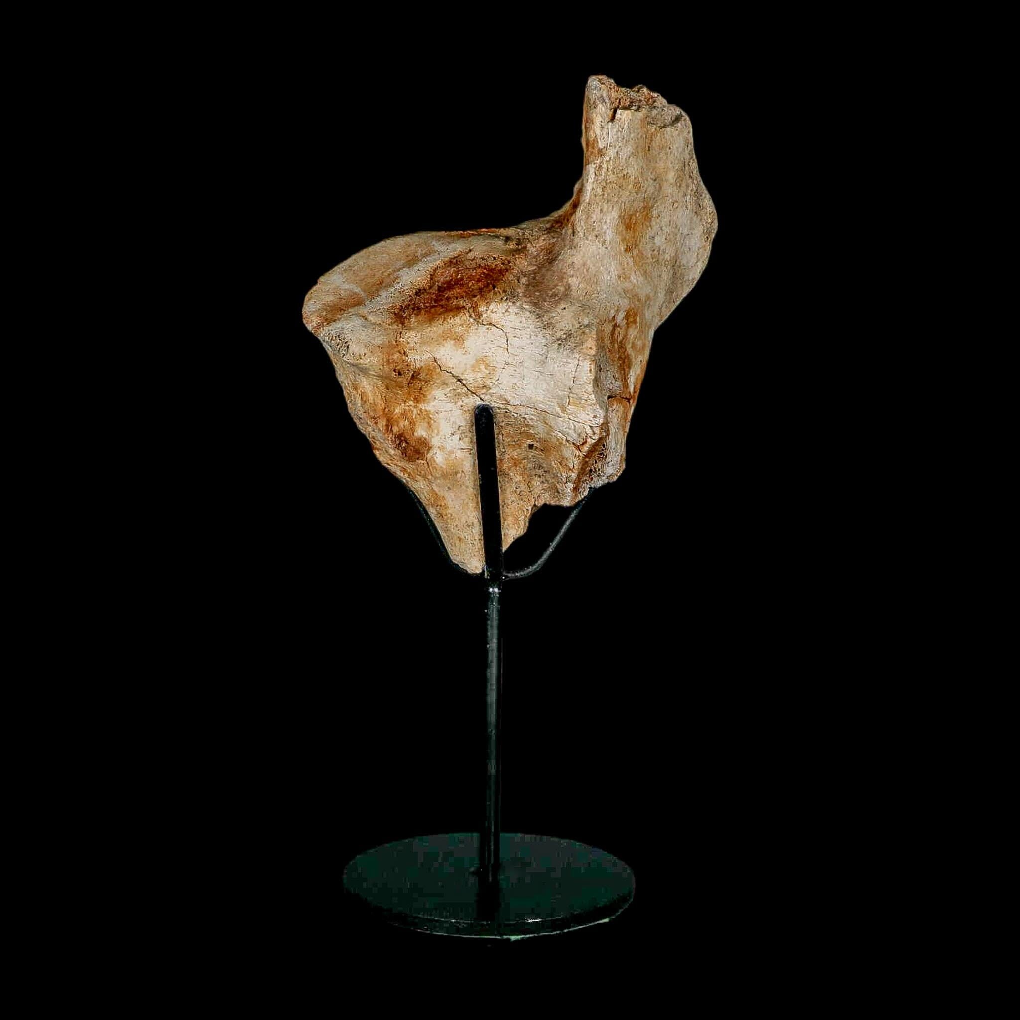 4.3" Columbian Mammoth Mammuthus Columbi Fossil Vertebrae Pleistocene Age TX Stand - Fossil Age Minerals