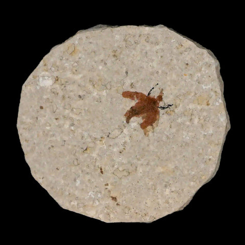 0.5" Detailed Fossil March Fly Insect Green River FM Uintah County UT Eocene Age - Fossil Age Minerals