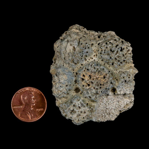 2" Glyptodon Fossil Osteoderm Scute Plate Bony Armor Pleistocene Uruguay COA