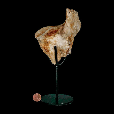 4.3" Columbian Mammoth Mammuthus Columbi Fossil Vertebrae Pleistocene Age TX Stand - Fossil Age Minerals