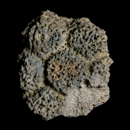 2" Glyptodon Fossil Osteoderm Scute Plate Bony Armor Pleistocene Uruguay COA