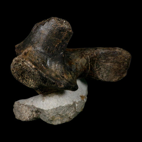 5.6" Hypacrosaurus Dinosaur Fossil Vertebrae Process Two Medicine FM Montana COA - Fossil Age Minerals