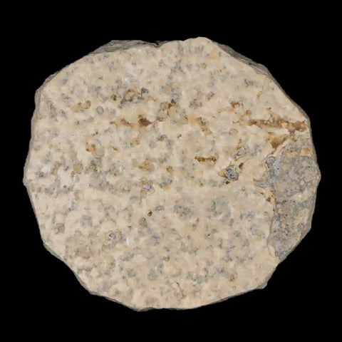 0.5" Detailed Fossil March Fly Insect Green River FM Uintah County UT Eocene Age - Fossil Age Minerals