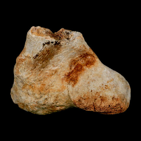 4.3" Columbian Mammoth Mammuthus Columbi Fossil Vertebrae Pleistocene Age TX Stand - Fossil Age Minerals