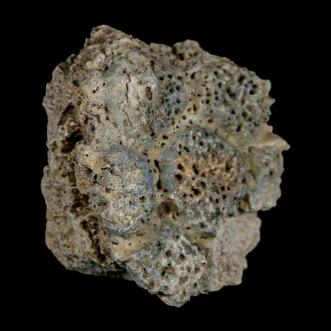 2" Glyptodon Fossil Osteoderm Scute Plate Bony Armor Pleistocene Uruguay COA