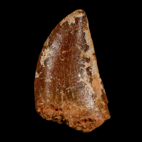 1.1" Carcharodontosaurus Fossil Tooth Cretaceous Dinosaur Morocco COA, Display - Fossil Age Minerals