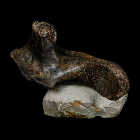 5.6" Hypacrosaurus Dinosaur Fossil Vertebrae Process Two Medicine FM Montana COA