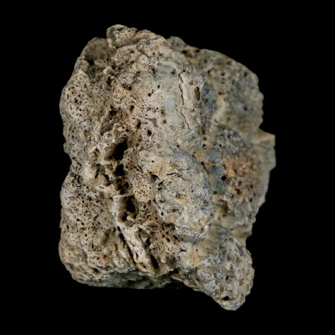 2" Glyptodon Fossil Osteoderm Scute Plate Bony Armor Pleistocene Uruguay COA