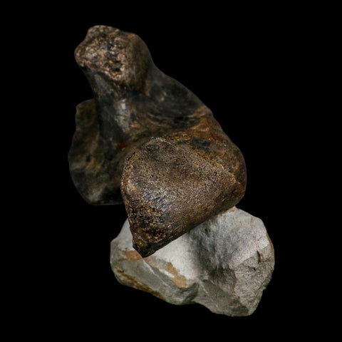 5.6" Hypacrosaurus Dinosaur Fossil Vertebrae Process Two Medicine FM Montana COA - Fossil Age Minerals