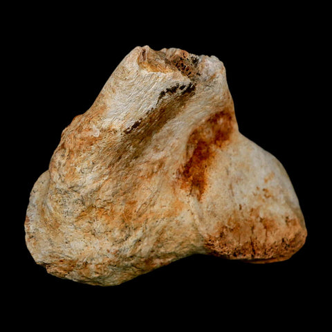 4.3" Columbian Mammoth Mammuthus Columbi Fossil Vertebrae Pleistocene Age TX Stand - Fossil Age Minerals