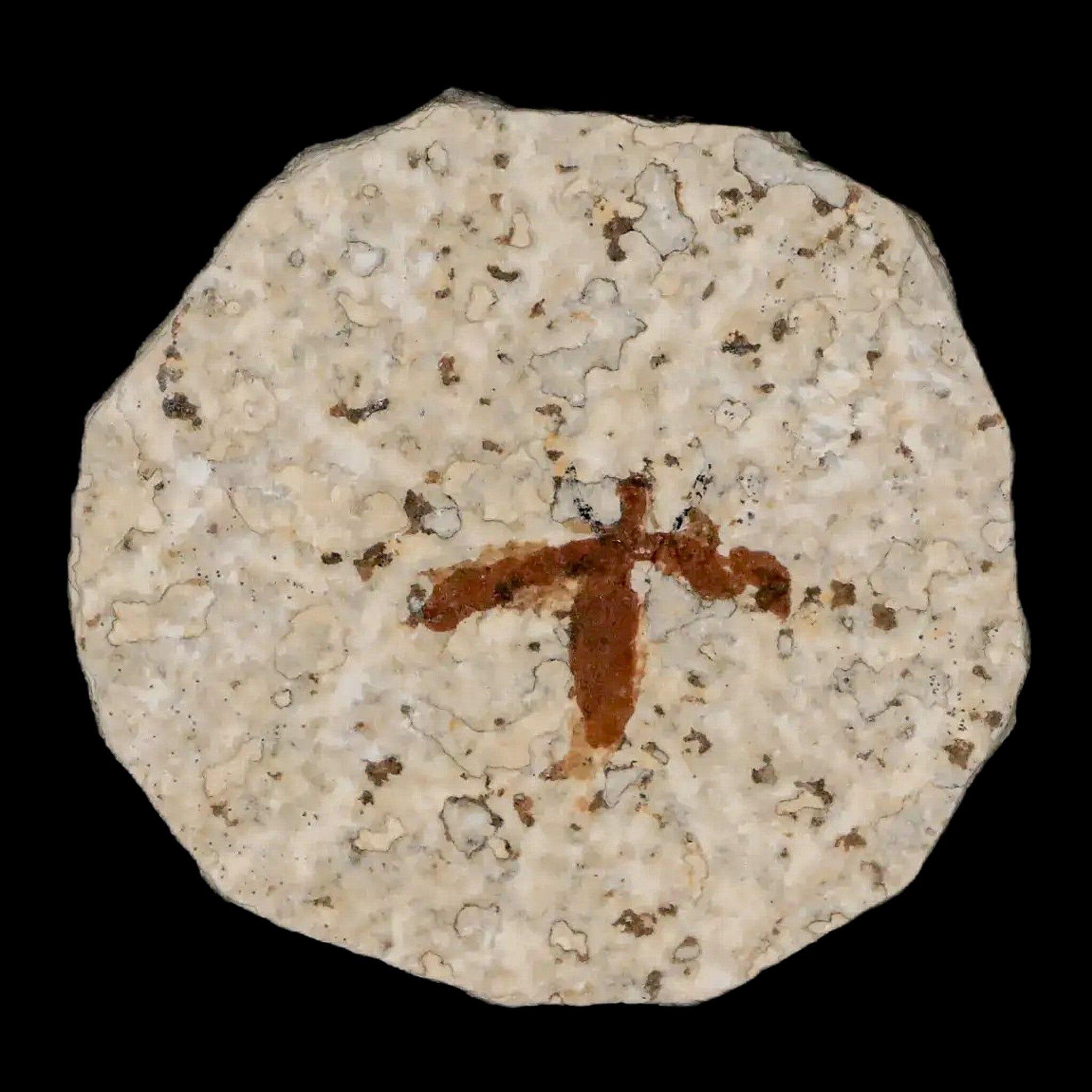 0.7" Detailed Fossil March Fly Insect Green River FM Uintah County UT Eocene Age - Fossil Age Minerals