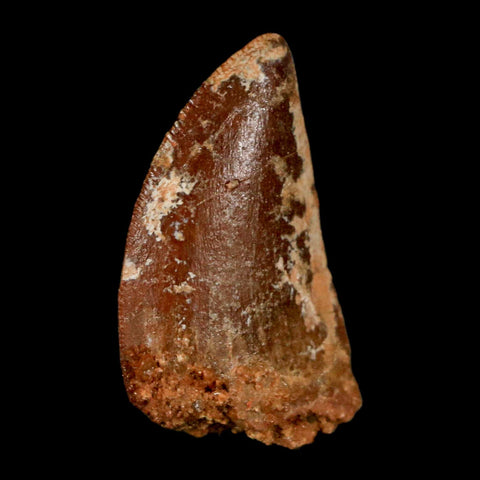 1.1" Carcharodontosaurus Fossil Tooth Cretaceous Dinosaur Morocco COA, Display - Fossil Age Minerals