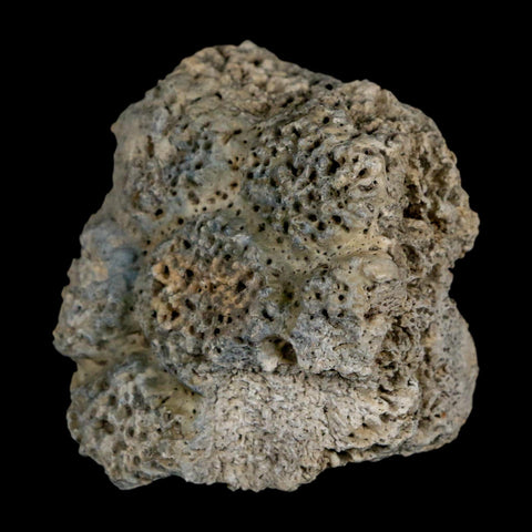 2" Glyptodon Fossil Osteoderm Scute Plate Bony Armor Pleistocene Uruguay COA