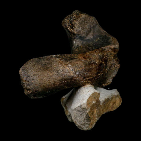 5.6" Hypacrosaurus Dinosaur Fossil Vertebrae Process Two Medicine FM Montana COA - Fossil Age Minerals