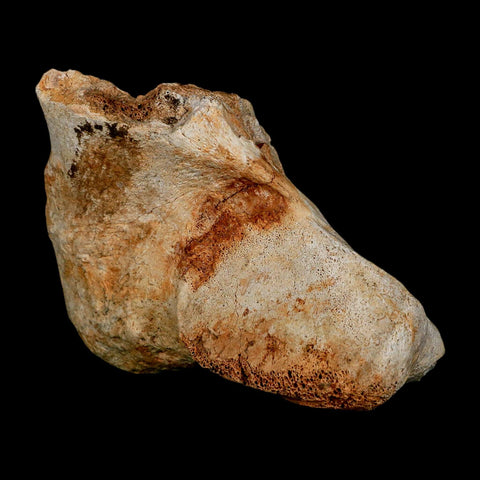 4.3" Columbian Mammoth Mammuthus Columbi Fossil Vertebrae Pleistocene Age TX Stand - Fossil Age Minerals