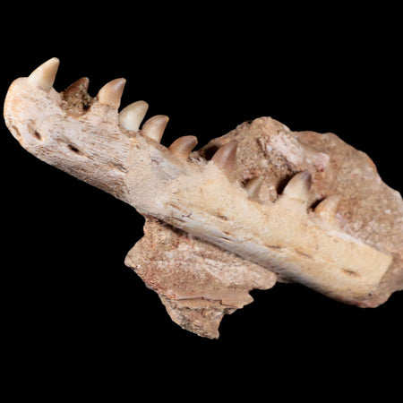 6.7" Halisaurus Mosasaur Fossil Jaw Section Teeth Cretaceous Dinosaur Era Tooth COA