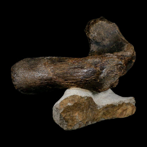 5.6" Hypacrosaurus Dinosaur Fossil Vertebrae Process Two Medicine FM Montana COA - Fossil Age Minerals