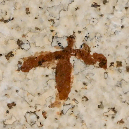 0.7" Detailed Fossil March Fly Insect Green River FM Uintah County UT Eocene Age