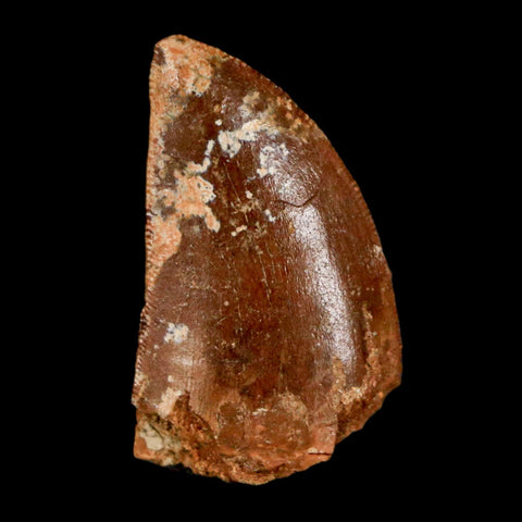 1.1" Carcharodontosaurus Fossil Tooth Cretaceous Dinosaur Morocco COA, Display - Fossil Age Minerals