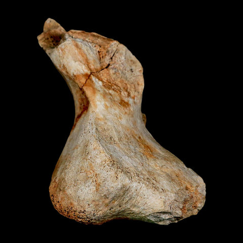 4.3" Columbian Mammoth Mammuthus Columbi Fossil Vertebrae Pleistocene Age TX Stand - Fossil Age Minerals