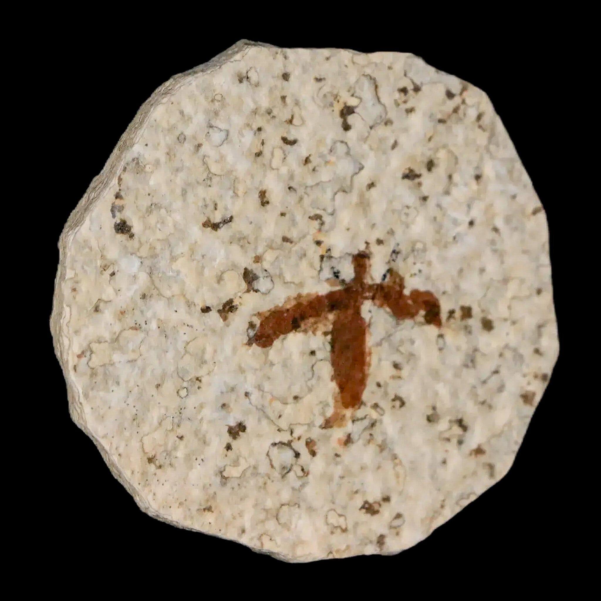 0.7" Detailed Fossil March Fly Insect Green River FM Uintah County UT Eocene Age - Fossil Age Minerals