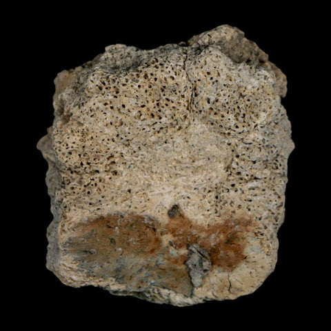 2" Glyptodon Fossil Osteoderm Scute Plate Bony Armor Pleistocene Uruguay COA