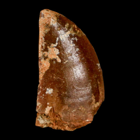 1.1" Carcharodontosaurus Fossil Tooth Cretaceous Dinosaur Morocco COA, Display - Fossil Age Minerals
