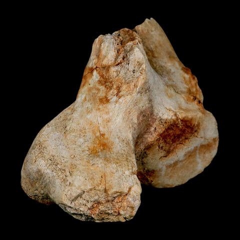 4.3" Columbian Mammoth Mammuthus Columbi Fossil Vertebrae Pleistocene Age TX Stand - Fossil Age Minerals