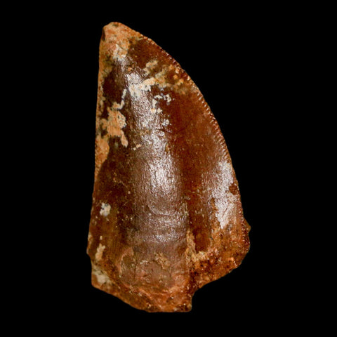 1.1" Carcharodontosaurus Fossil Tooth Cretaceous Dinosaur Morocco COA, Display - Fossil Age Minerals