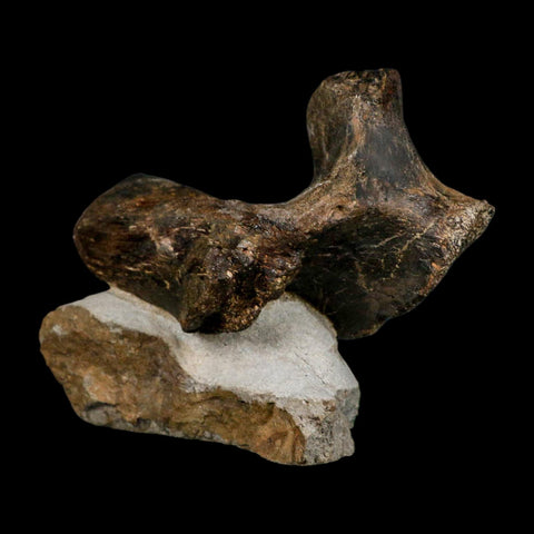 5.6" Hypacrosaurus Dinosaur Fossil Vertebrae Process Two Medicine FM Montana COA - Fossil Age Minerals