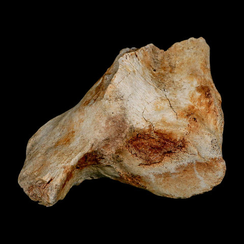 4.3" Columbian Mammoth Mammuthus Columbi Fossil Vertebrae Pleistocene Age TX Stand - Fossil Age Minerals