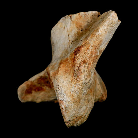 4.3" Columbian Mammoth Mammuthus Columbi Fossil Vertebrae Pleistocene Age TX Stand - Fossil Age Minerals