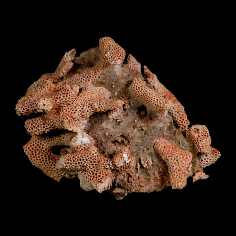 3.3" Thamnopora SP Coral Fossil Coral Reef Devonian Age Verde Valley, Arizona - Fossil Age Minerals
