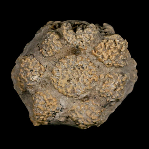 2" Glyptodon Fossil Osteoderm Scute Plate Bony Armor Pleistocene Uruguay COA