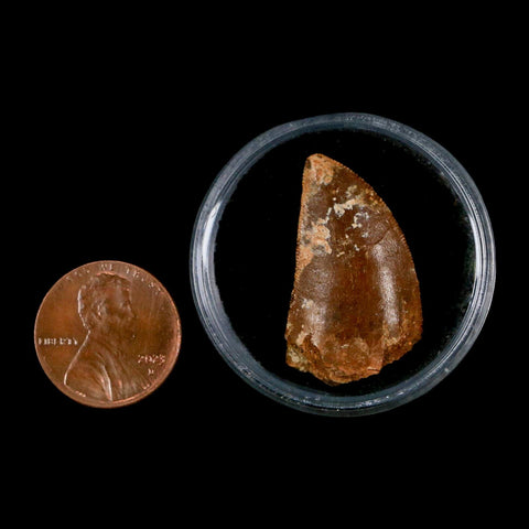 1.1" Carcharodontosaurus Fossil Tooth Cretaceous Dinosaur Morocco COA, Display - Fossil Age Minerals