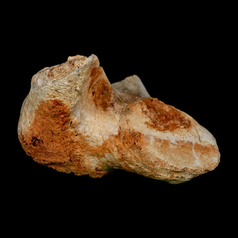 4.3" Columbian Mammoth Mammuthus Columbi Fossil Vertebrae Pleistocene Age TX Stand - Fossil Age Minerals