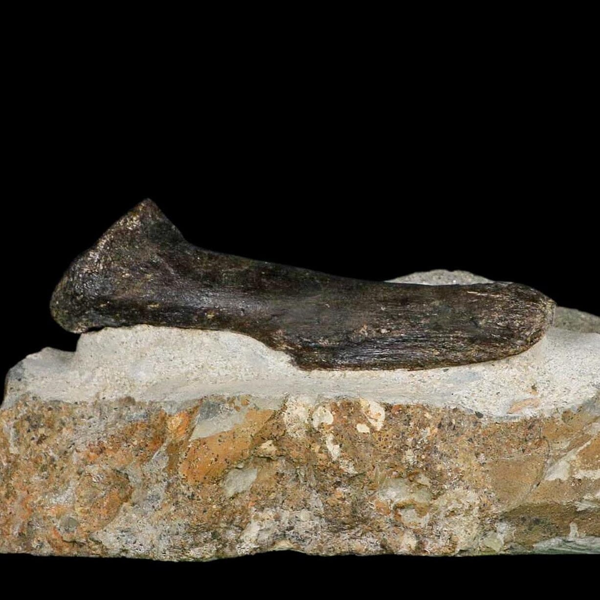 3.9" Hypacrosaurus Dinosaur Fossil Vertebrae Process Two Medicine FM Montana COA - Fossil Age Minerals
