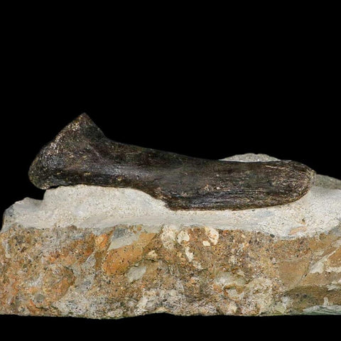 3.9" Hypacrosaurus Dinosaur Fossil Vertebrae Process Two Medicine FM Montana COA