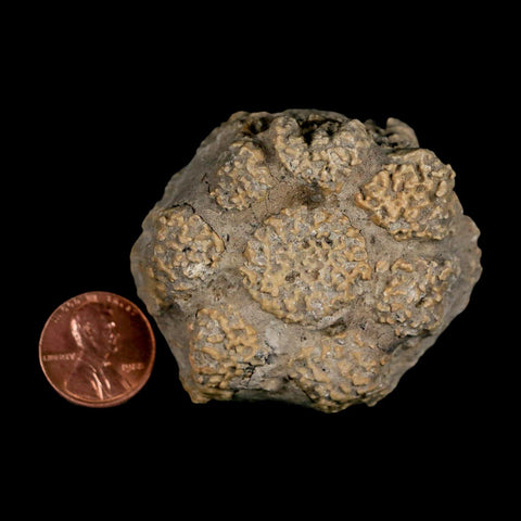 2" Glyptodon Fossil Osteoderm Scute Plate Bony Armor Pleistocene Uruguay COA