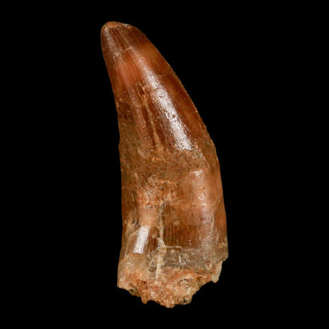 1.3" Carcharodontosaurus Fossil Tooth Cretaceous Dinosaur Morocco COA, Display - Fossil Age Minerals