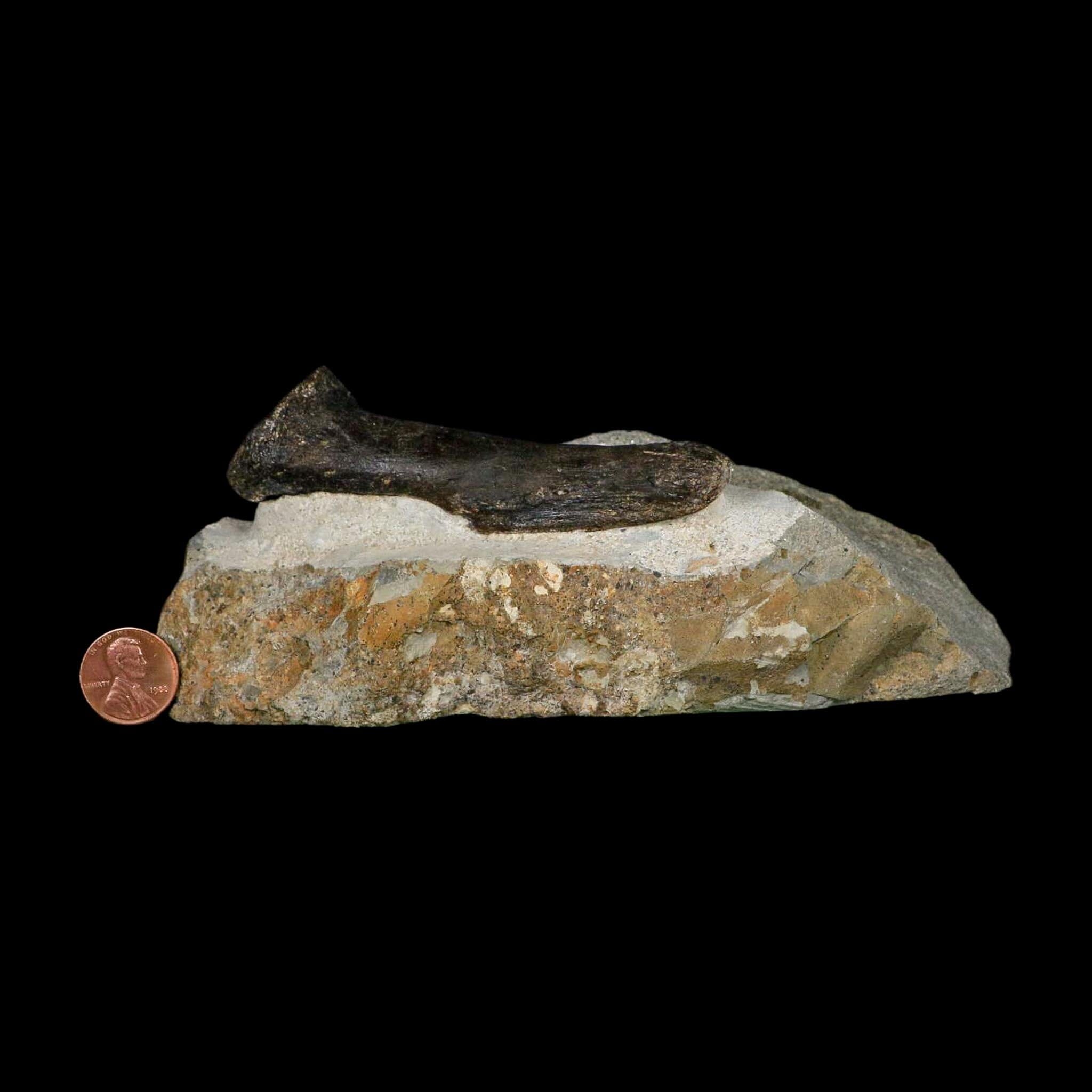 3.9" Hypacrosaurus Dinosaur Fossil Vertebrae Process Two Medicine FM Montana COA - Fossil Age Minerals