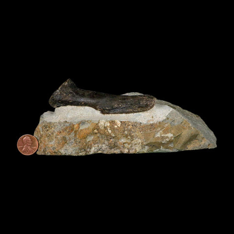 3.9" Hypacrosaurus Dinosaur Fossil Vertebrae Process Two Medicine FM Montana COA